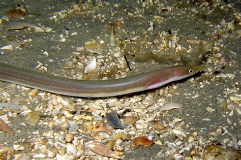 Ophichthidae .